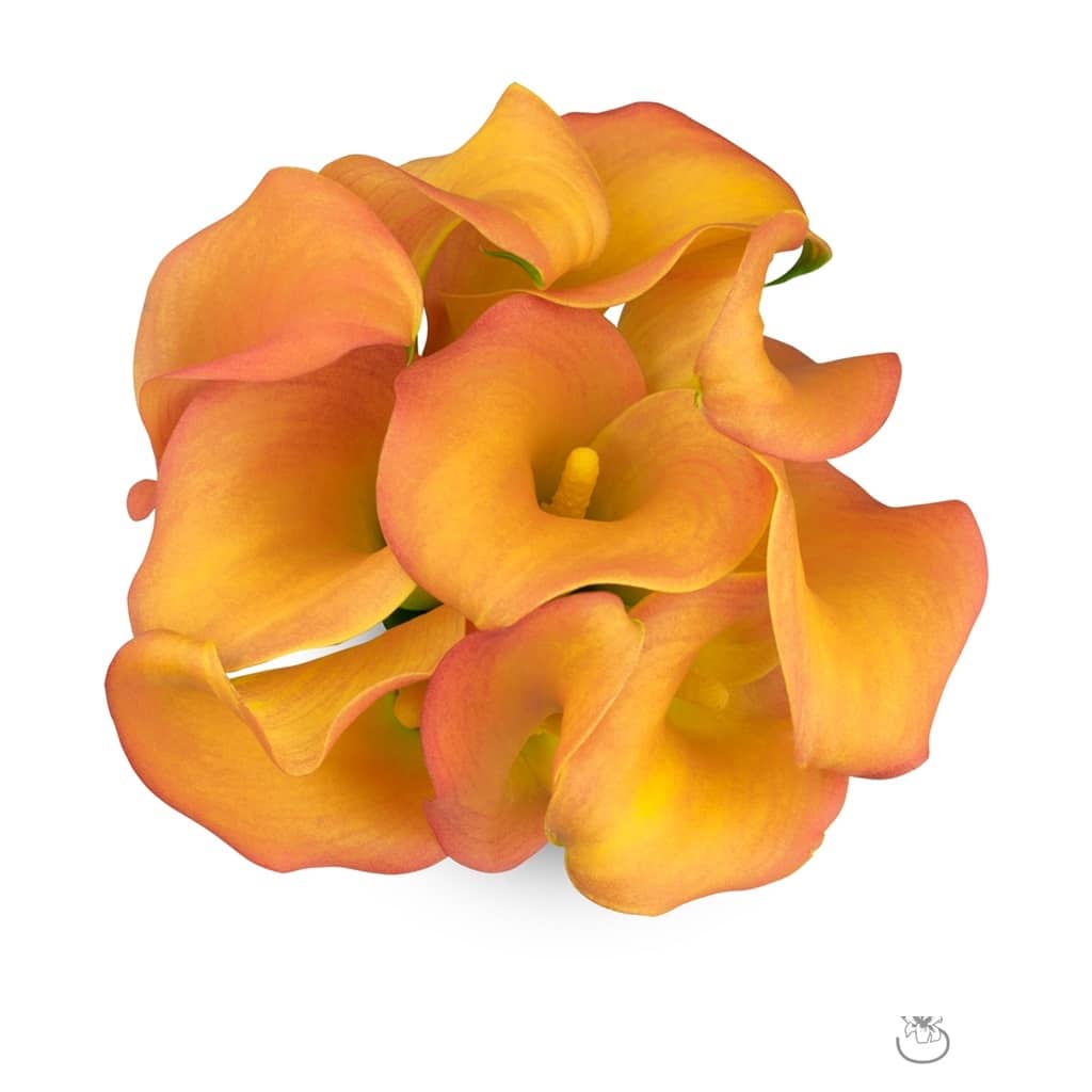 Peach Mini Calla Flower