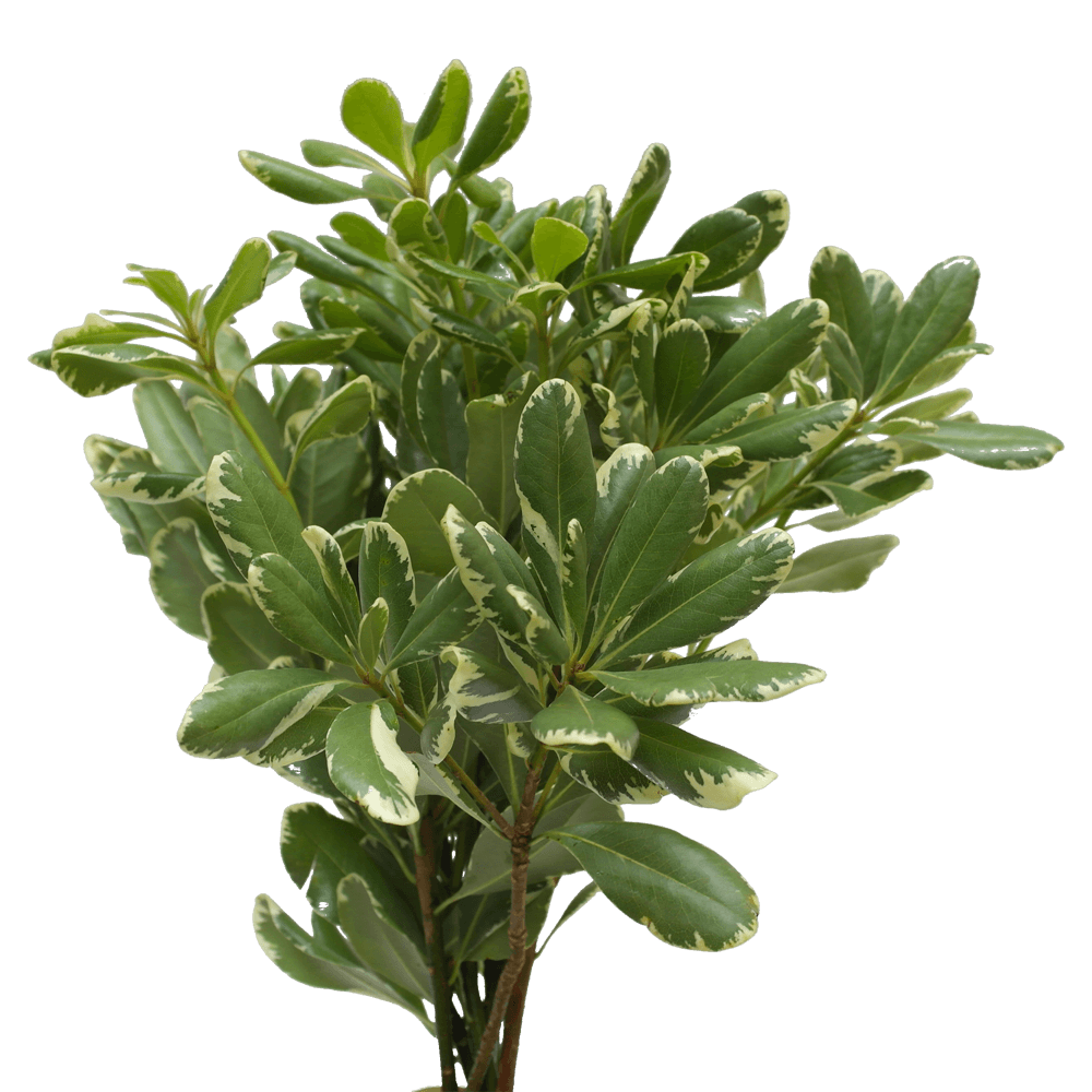 Variegated Pittosporum Greenery