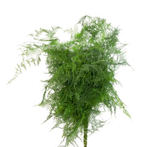 Plumosa Greenery