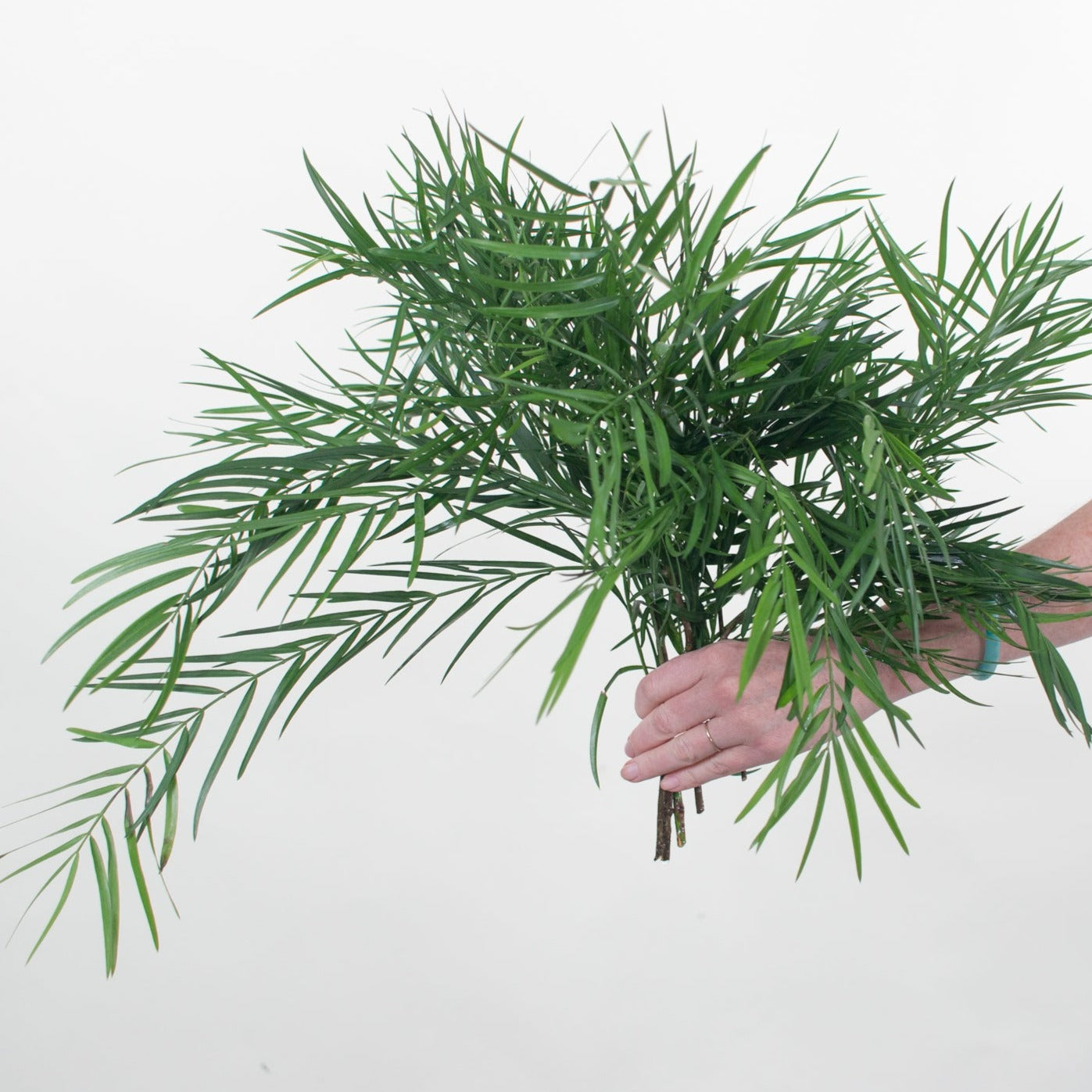 Weeping Podo Greenery