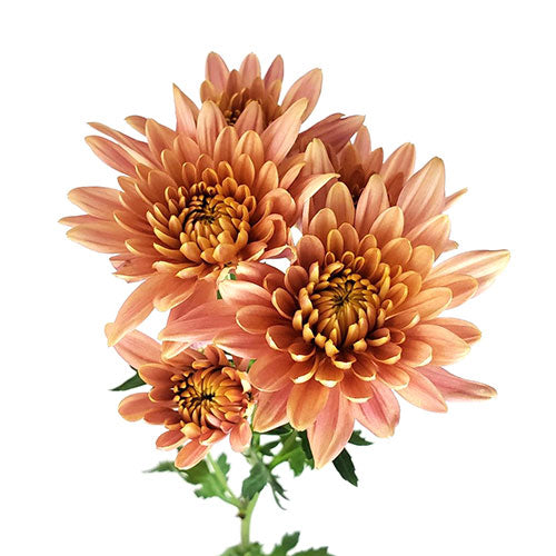 Peach Cushion Pomp Mum Flower