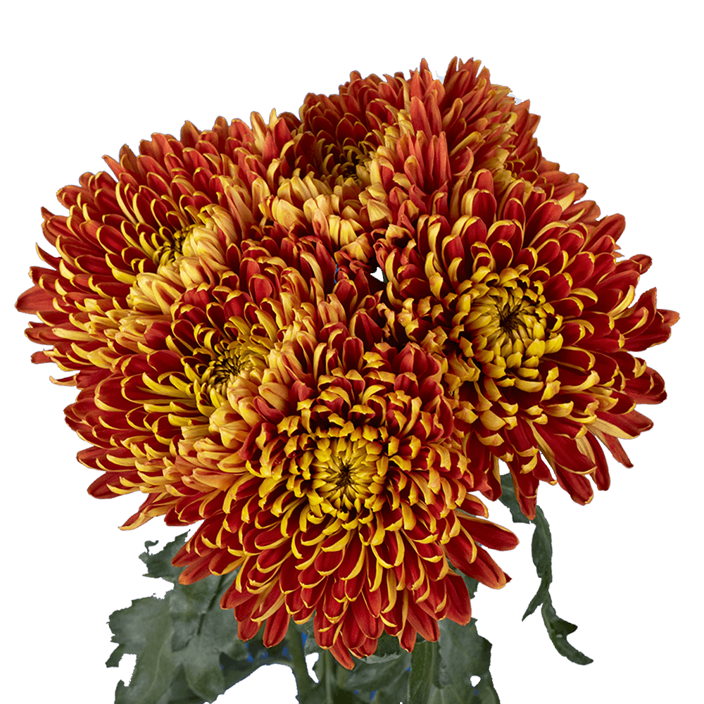 Bronze Cremon Mum Flower