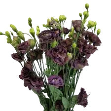 Black Lisianthus Flower