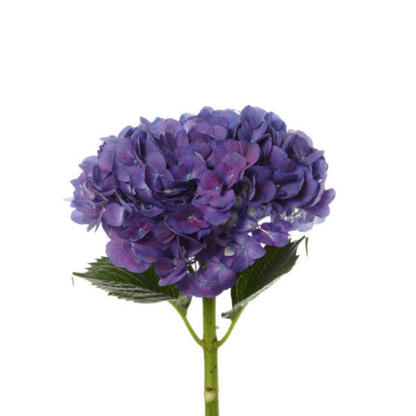 Purple Hydrangea Flower