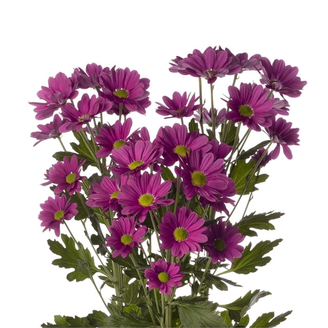 Purple Daisy Pomp Mum Flower