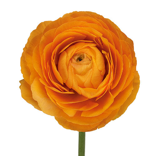 Orange Ranunculus Flower