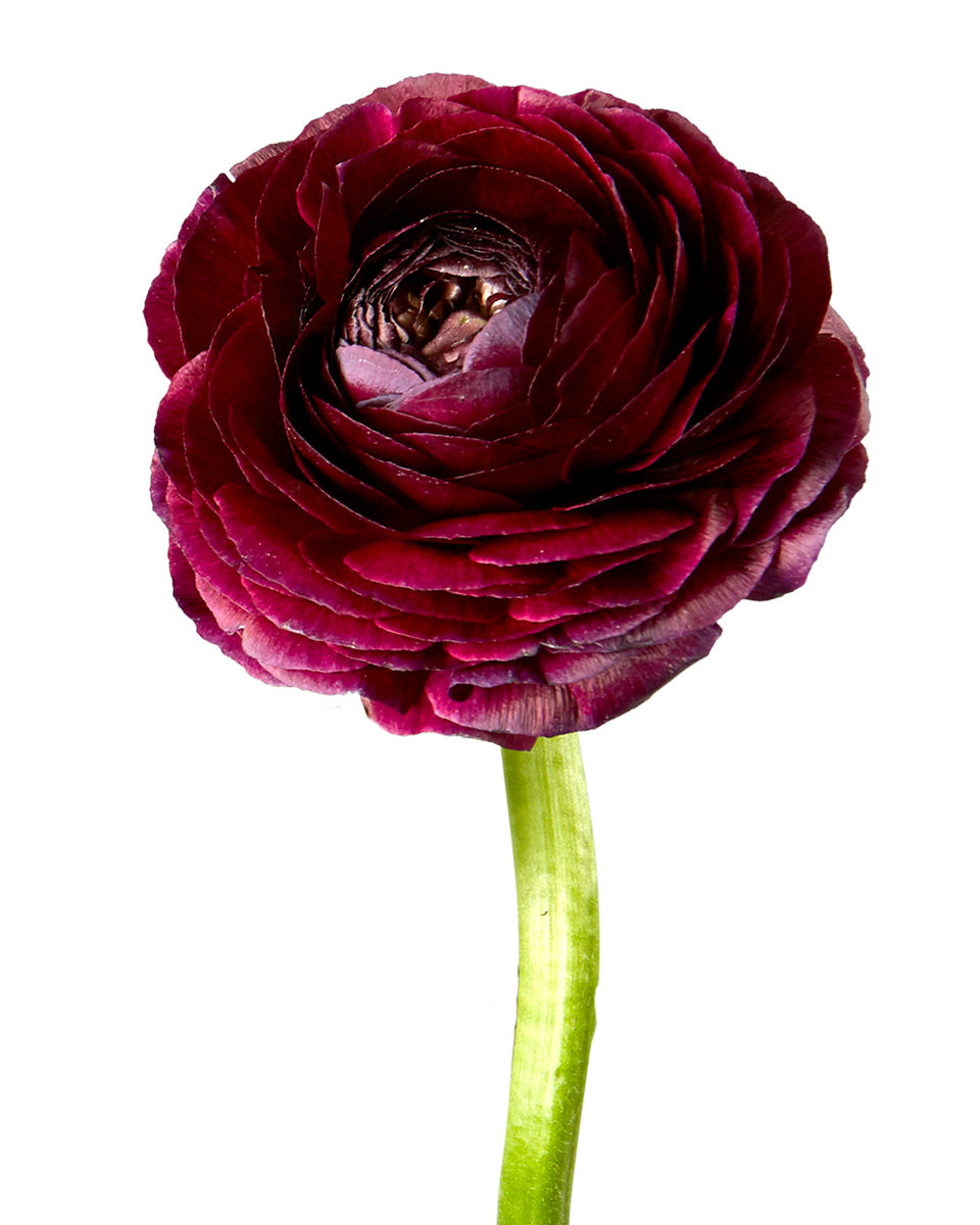 Burgundy Ranunculus Flower