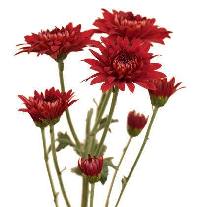 Rust Cushion Pomp Mum Flower