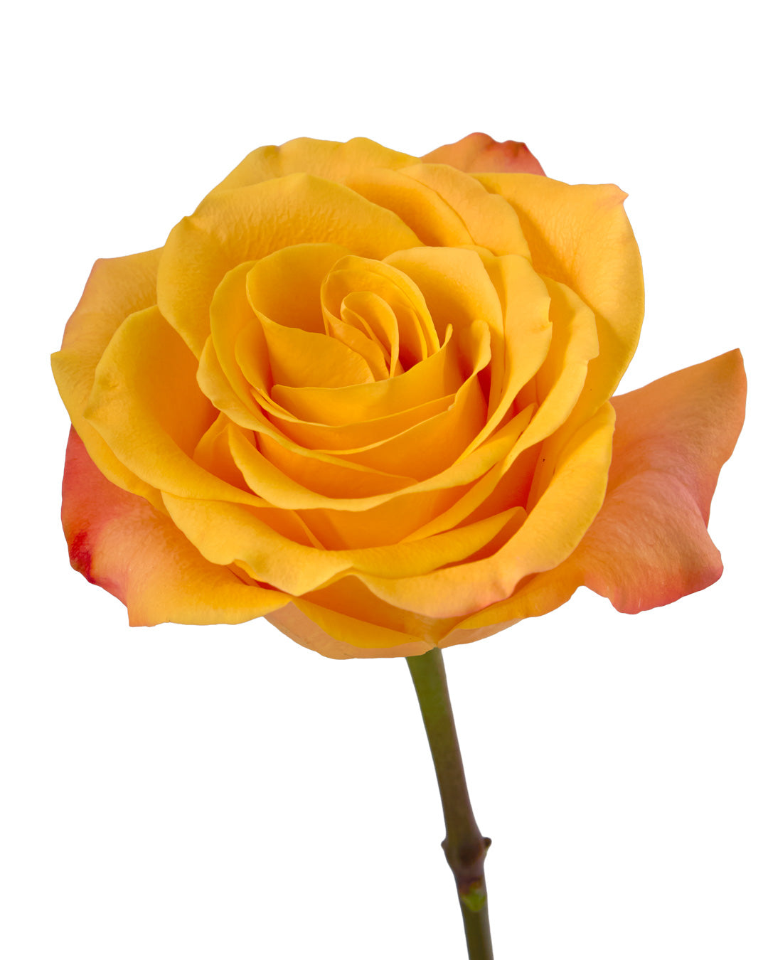 Orange Rose