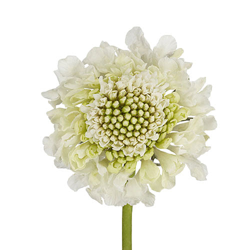 White Scabiosa Flower