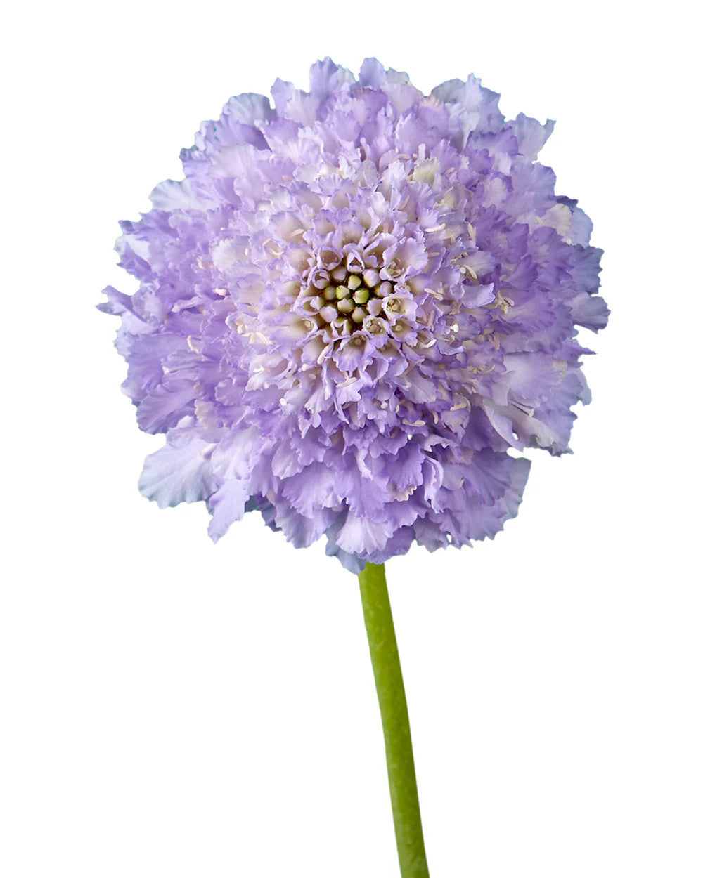 Lavender Scabiosa Flower