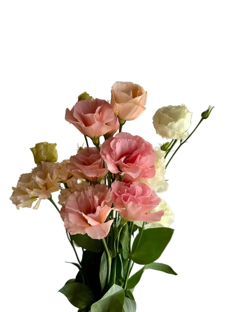 Peach Lisianthus Flower