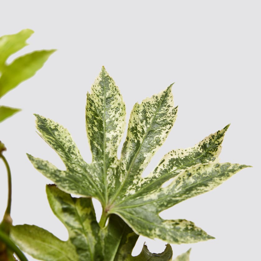 Variegated Fatsia Greenery