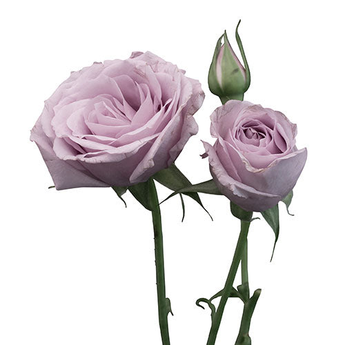 Lavender Garden Spray Rose