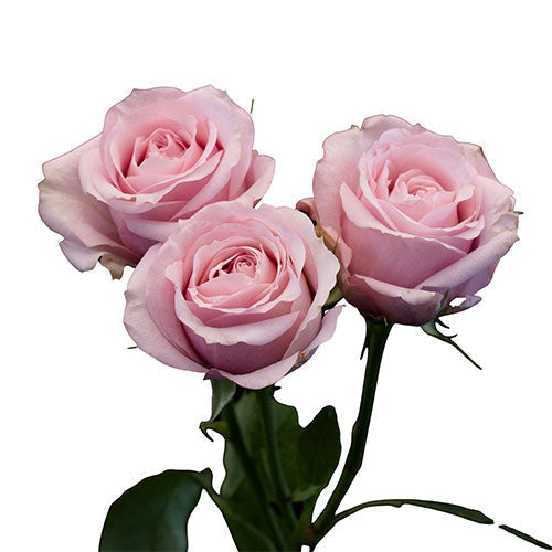Light Pink Spray Rose
