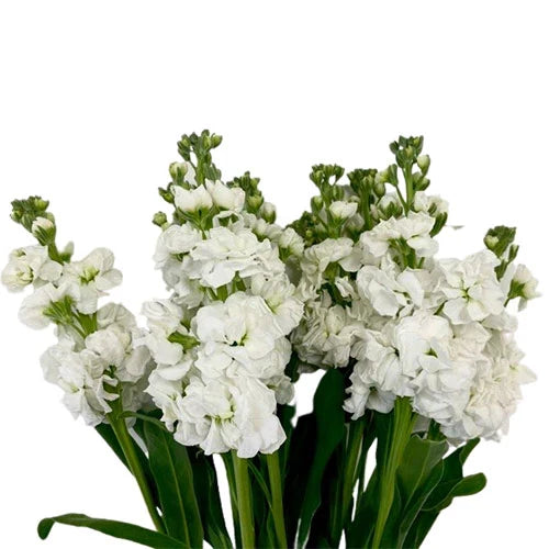 White Stock Flower