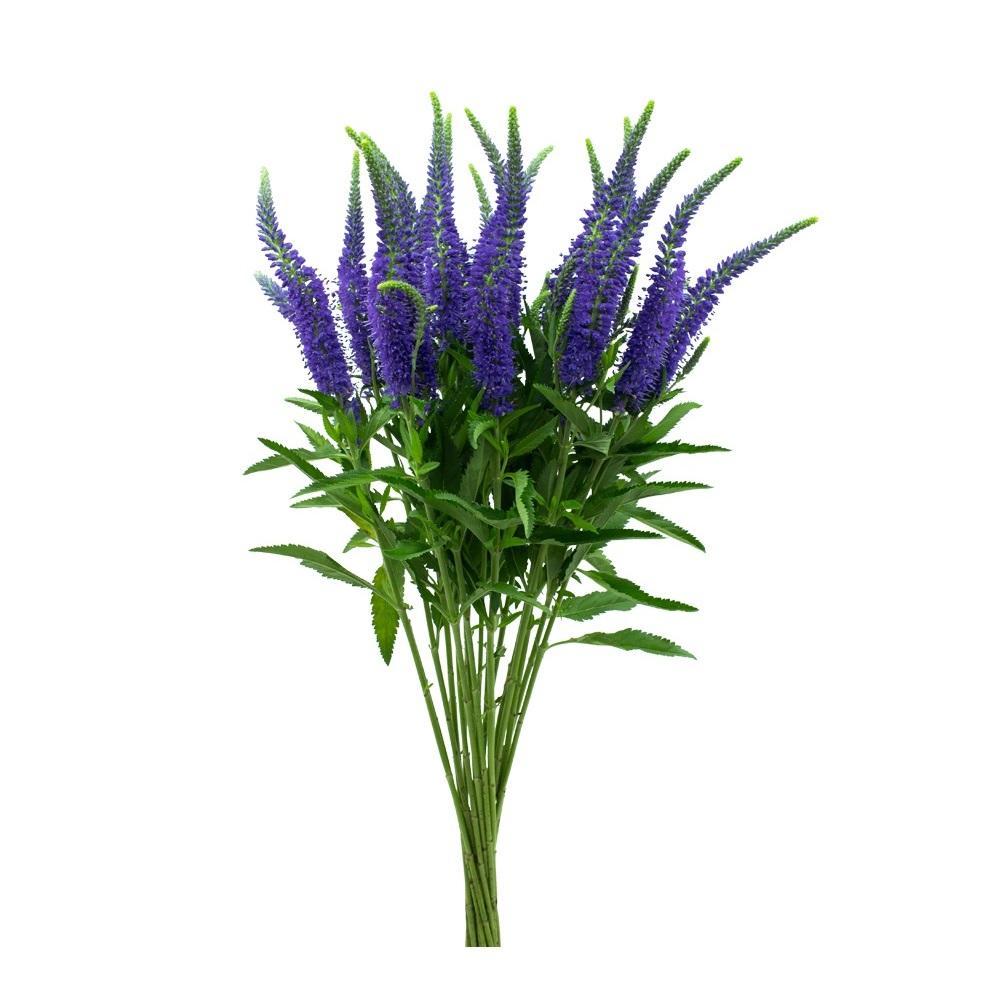 Blue Veronica Flower