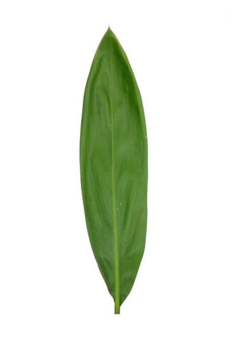 Ti Leaf Greenery