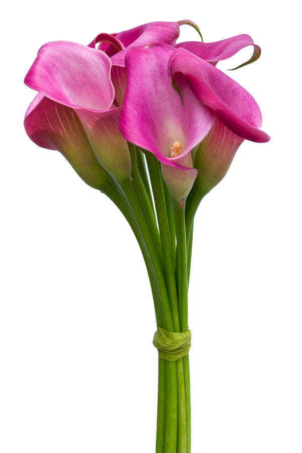Pink Mini Calla Flower