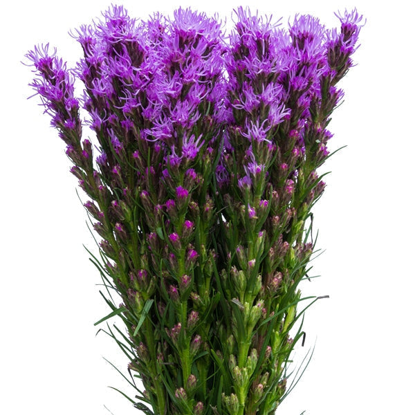 Purple Liatris Flower