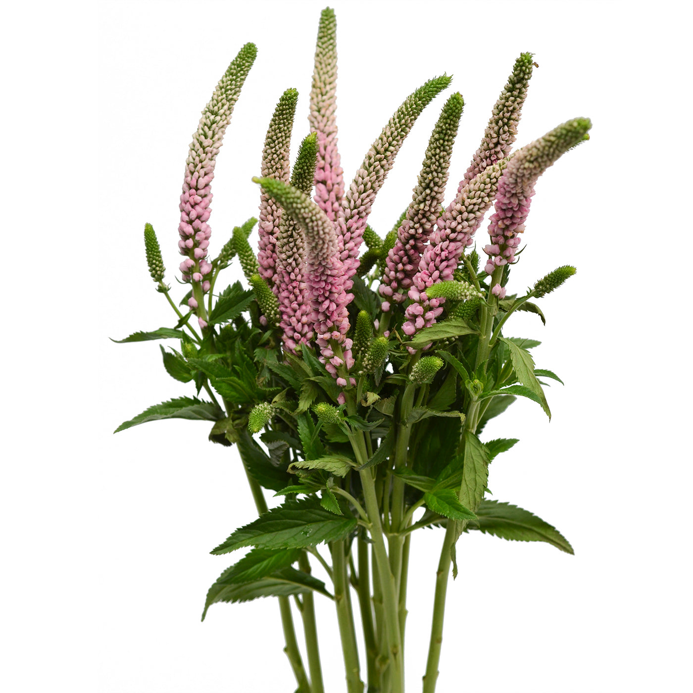 Pink Veronica Flower
