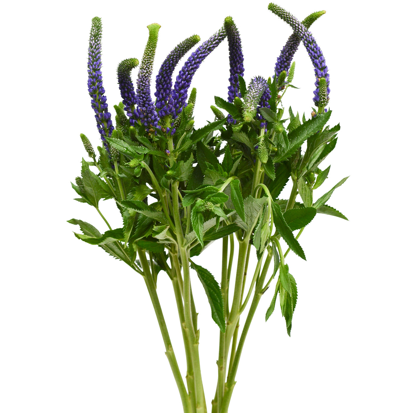 Purple Veronica Flower