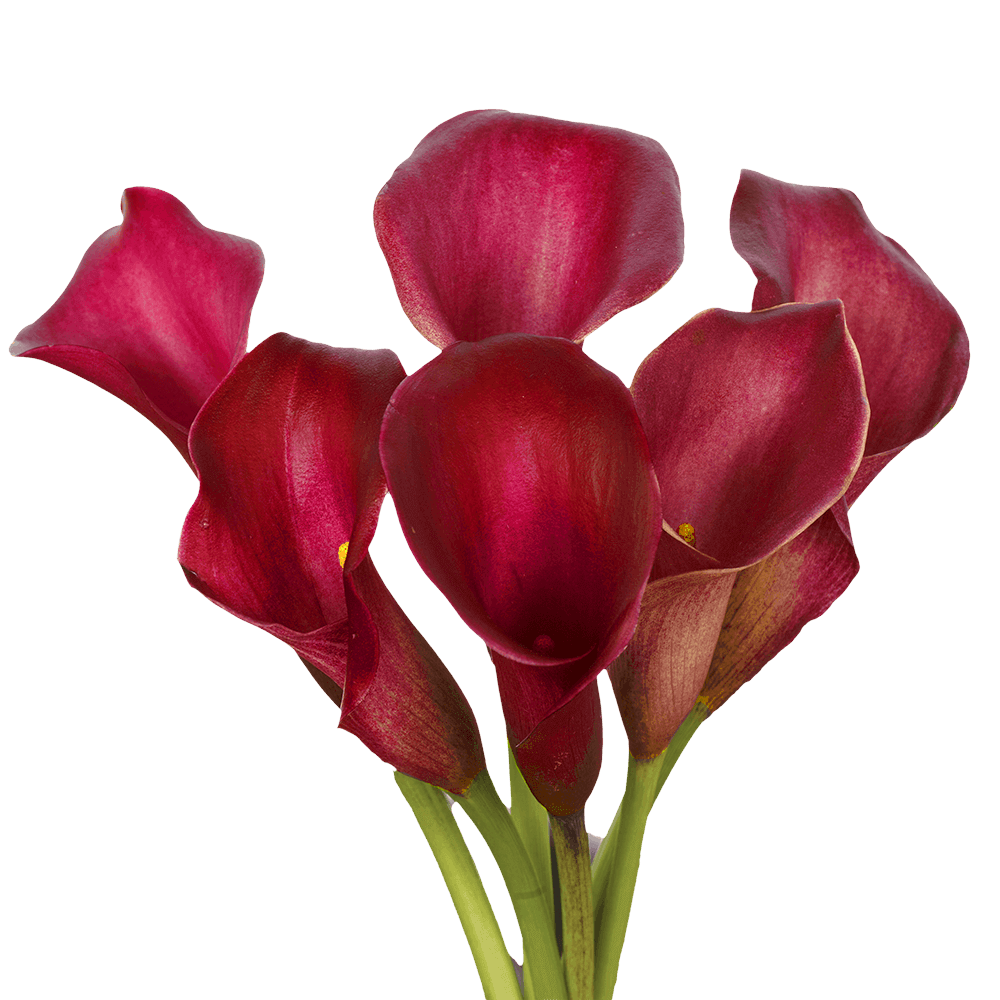 Red Mini Calla Flower