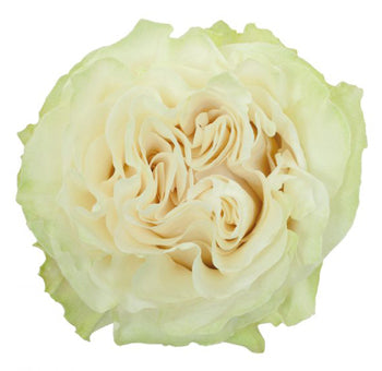 Cream Cotton Expression Garden Rose