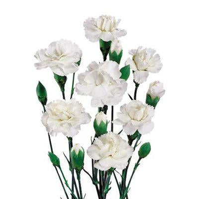 White Mini Carnation Flower