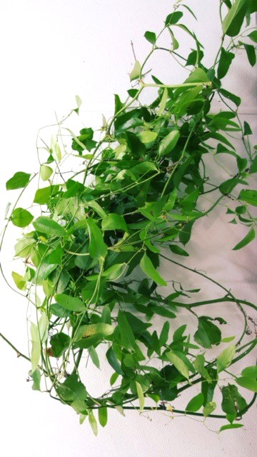 Wild Smilax Greenery